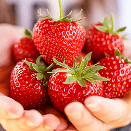 Close-up shot of woman's hands holding strawberries