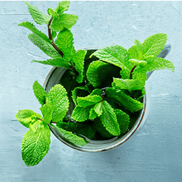 Alchemy Frost: Water-Based Cooling Personal Lubricant – Top view of potted peppermint plant