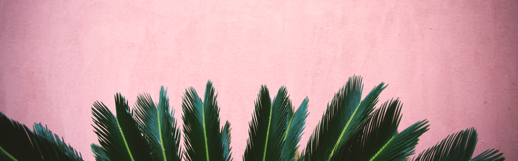 Alchemy Botanical Palm Leaves with Pink Background