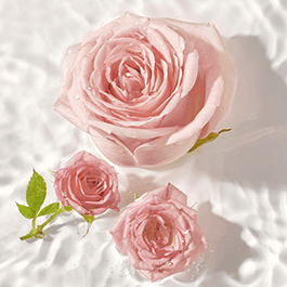 Top view of pink roses in water